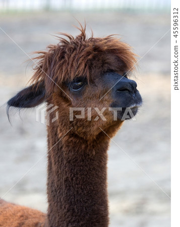 Brown Alpaca, a portrait  45596312