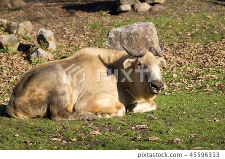 Takin in a clearing  45596313