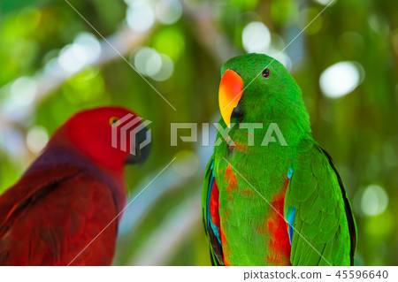 Parrots in Bali Island Indonesia Parrots in Bali Island Indonesia 45596640