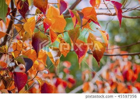 秋天風景_colored樹_秋葉,秋天圖像 秋天風景_colored樹_秋葉,秋天圖像 45597356