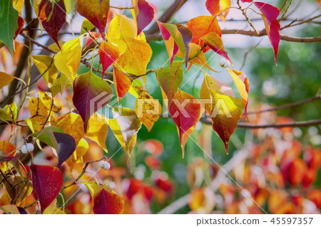 秋天風景_colored樹_秋葉,秋天圖像 秋天風景_colored樹_秋葉,秋天圖像 45597357