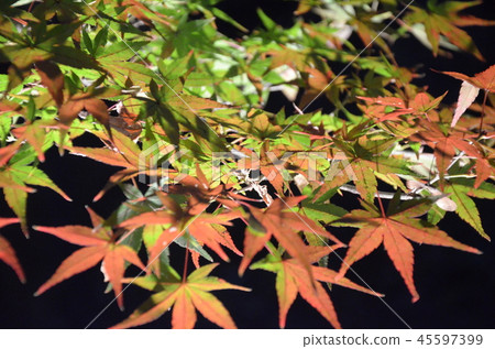 Autumn light up maple autumn leaves 45597399