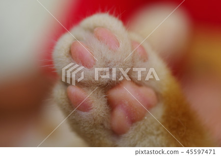 Kitten's meat ball 45597471
