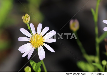 Diasy flower in tropical Diasy flower in tropical 45598067