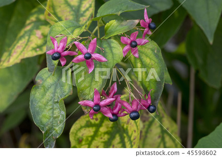 Rabbit fruit 45598602