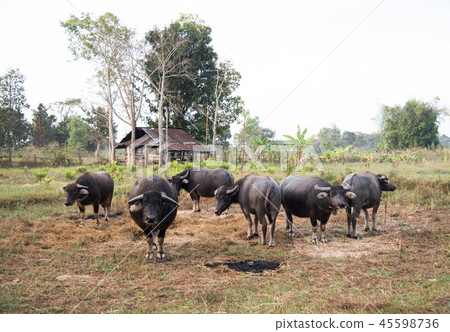 Group of buffalo in farmland. Group of buffalo in farmland. 45598736