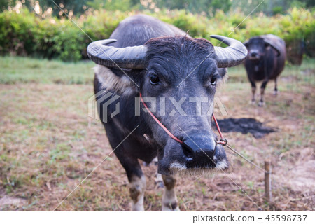 Group of buffalo in farmland. 45598737