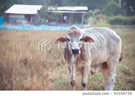 Cow in farmland. 45598738