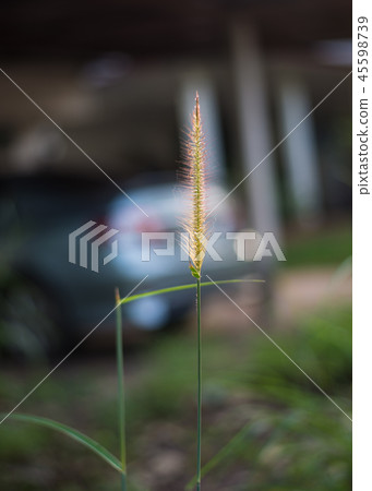 grass flower on blurred background. grass flower on blurred background. 45598739