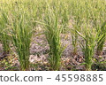 Rice field bag 45598885