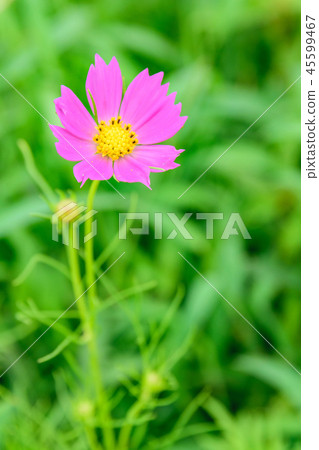 宇宙 宇宙 45599467