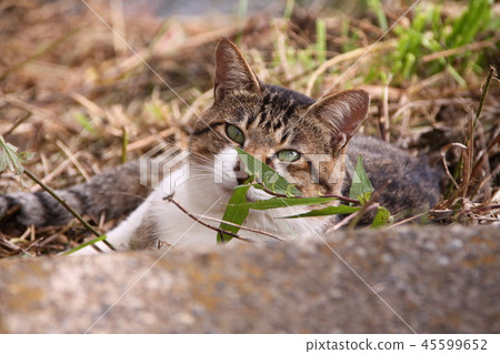 Shimizu Shino cat cat cat 45599652