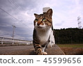 Shimizu Shino cat 45599656