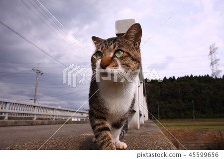 Shimizu Shino cat 45599656