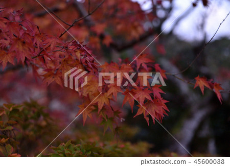Autumn leaves Autumn leaves 45600088
