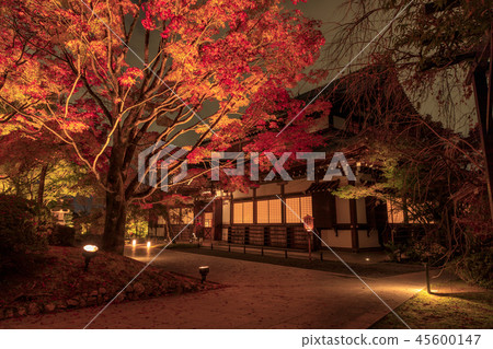 Shogun Tsuka autumn leaves light up Shogun Tsuka autumn leaves light up 45600147