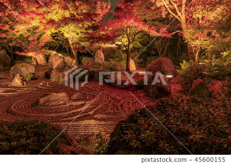 Shogun Tsuka autumn leaves light up 45600155