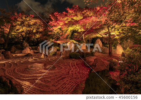 Shogun Tsuka autumn leaves light up Shogun Tsuka autumn leaves light up 45600156
