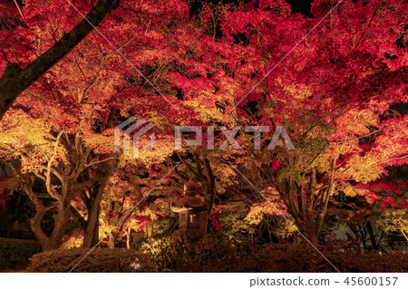 Shogun Tsuka autumn leaves light up Shogun Tsuka autumn leaves light up 45600157
