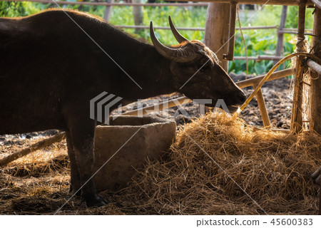 buffalo eat grass in stable at sunset buffalo eat grass in stable at sunset 45600383