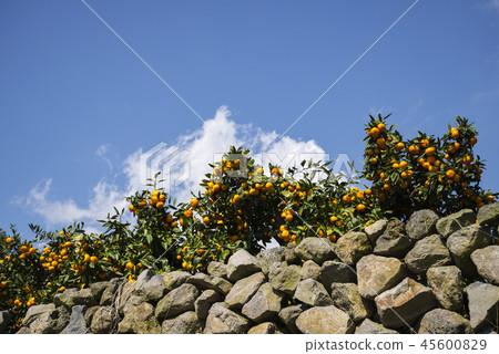 濟州島 濟州島 45600829