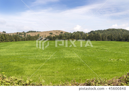 濟州島 濟州島 45600848