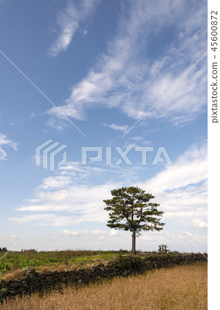 Jeju Island 45600872