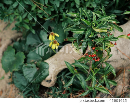 紅色水果 45601615