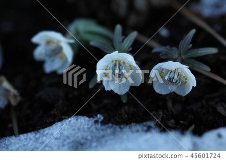 Winter fairy Winter fairy 45601724