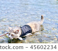 Cat getting into the water 45602234