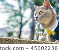 Cat outside 45602236