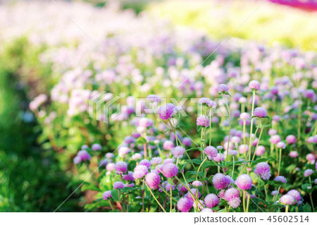Purple of head flower on plantation. Purple of head flower on plantation. 45602514