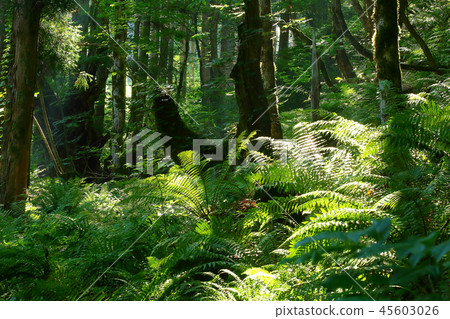原始森林在初夏早晨在森林裡 原始森林在初夏早晨在森林裡 45603026
