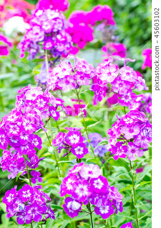 Garden autumn flowers phlox Garden autumn flowers phlox 45603102