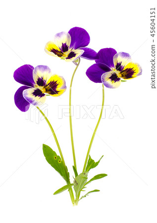 Viola tricolor var. hortensis on white background Viola tricolor var. hortensis on white background 45604151