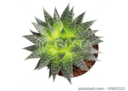 Aloe aristata succulent plant in pot isolated on white background, macro top view 45605322