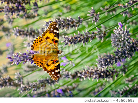 Painted Lady Butterfly on Lavender. Painted Lady Butterfly on Lavender. 45605692