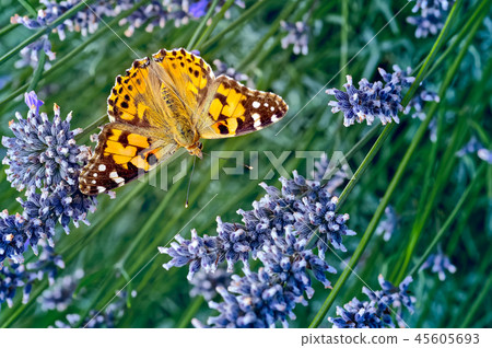 Painted Lady Butterfly on Lavender. 45605693