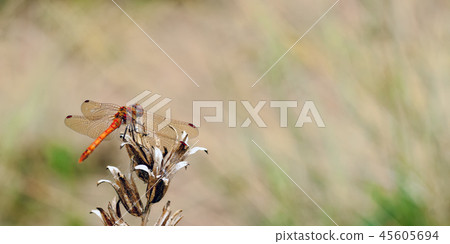 Male Common Darter Dragonfly resting. 45605694