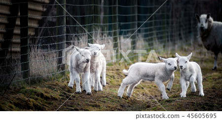 Lambs at Play, Watched by a Mother Lambs at Play, Watched by a Mother 45605695