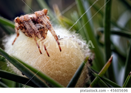 Garden Spider Guarding her eggs. Garden Spider Guarding her eggs. 45605696