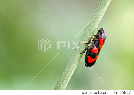 Froghopper (Cercopis vulnerata) on a rush stem. Froghopper (Cercopis vulnerata) on a rush stem. 45605697