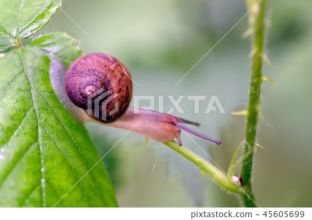 Copse Snail (Arianta arbustorum) on the move. Copse Snail (Arianta arbustorum) on the move. 45605699