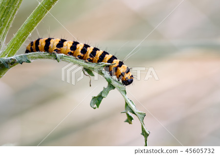 Cinnabar Larva Eating Ragwort Leaf. Cinnabar Larva Eating Ragwort Leaf. 45605732