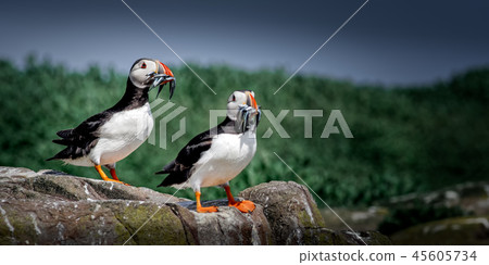 Atlantic Puffin with Sandeels for young. 45605734