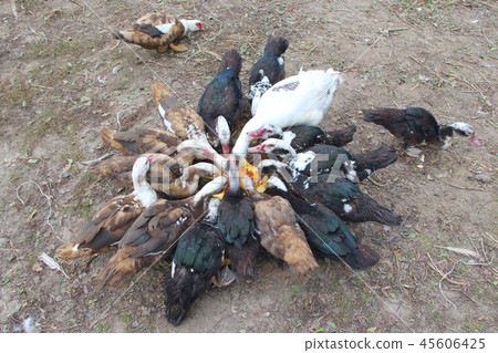 Ducks geese and muscovy ducks eat pumpkin Ducks geese and muscovy ducks eat pumpkin 45606425