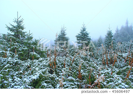 Spruces covered with snow. It is snowing in winter Spruces covered with snow. It is snowing in winter 45606497