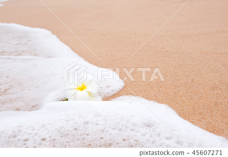 frangipani flower on the sand frangipani flower on the sand 45607271