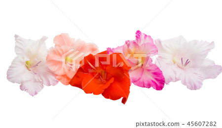 gladiolus flowers isolated gladiolus flowers isolated 45607282