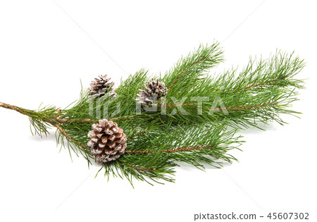 pine branch with cone pine branch with cone 45607302